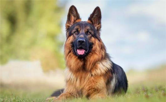 德國猛寵之德國牧羊犬的六大可怕缺點(diǎn) 德國猛寵之德國牧羊犬的六大可怕缺點(diǎn)